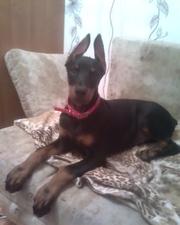 Щенок Добермана!