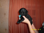 Щенки лабрадора в г.Уральск