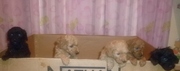 Продам щенков карликового пуделя.
