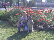 Американская Акита