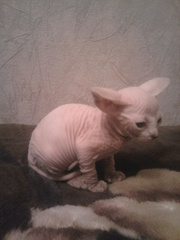 Продам котика канадского сфинкса