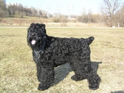 Терьер чёрный русский