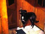 В добрые руки !