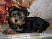щенки йоркширского терьера с родословной 
