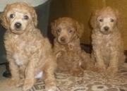 Щенки карликового пуделя.