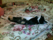 Отдам трехцветного котенка в подарок