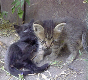 Котята ищут хозяина