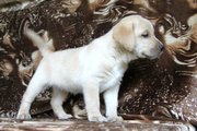 Щенки лабрадора в Кургане с родословной