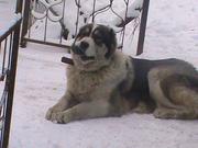 Продам щенков Алабая 2 месяца. 