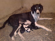 продам щенков казахской тазы 2 месячные с документами родословной.