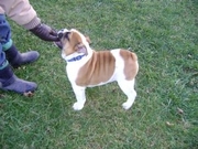 Английский бульдог