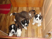 московская сторожевая