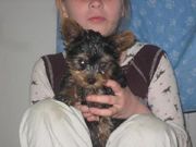 йоркширский терьер для продажи