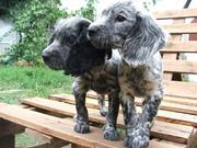 Русский спаниель,  щенки,  продаю