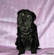 щенок шар-пея,  