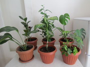 разные в большом количестве