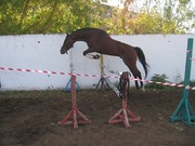 продажа англо-тракена