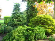 растения для сада