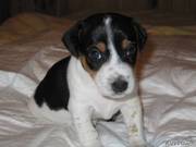 собачка из фильма ( Масска)