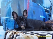 Подрощенные щенки Французского бульдога питомник 