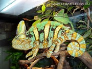 Продам Йеменский вуалевый хамелеон (Chameleo caluptratus)