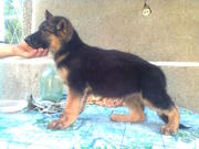 элитные щенки нем. овчарки