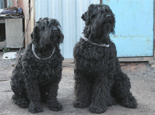 Щенки породы Русский Черный Терьер