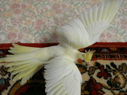 Приму в дар попугая Корелла.