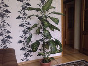 Диффенбахия