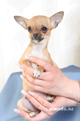 Очень красивый, маленький щенок чихуахуа 