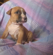 Продам  элитных щенков амстаффа с отличной родословной