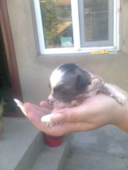 щенки Китайская голая хохлатая