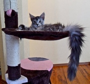 Котята породы  Мейн-кун.