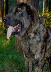  щенки испанского мастифа Разных возрастов