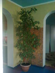 Фикус бенджамина