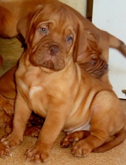 бордоский дог