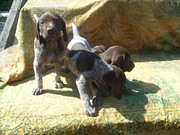 щенки Курцхаара