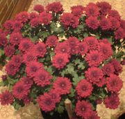 Цветы хризантемы