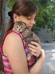 Шотландская вислоухая девочка 35000 