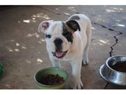 Английский бульдог