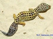 Эублефар пятнистый - Eublepharis macularius