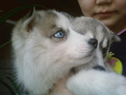 Щенята Сибирской Хаски