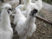 Петушки китайские шелковые