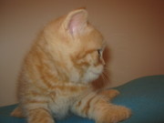 Продам котят шотландской породы с родословной