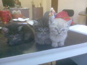 Срочно отдам котят разных возрастов