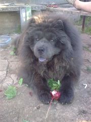 вязка чау-чау в степногорске