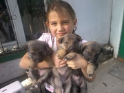 отдам щенят