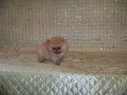 Продам Померанского  шпица