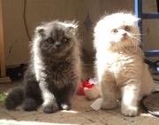 Шотландские вислоухие котики