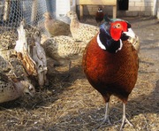 Продаем фазанов и цесарок 